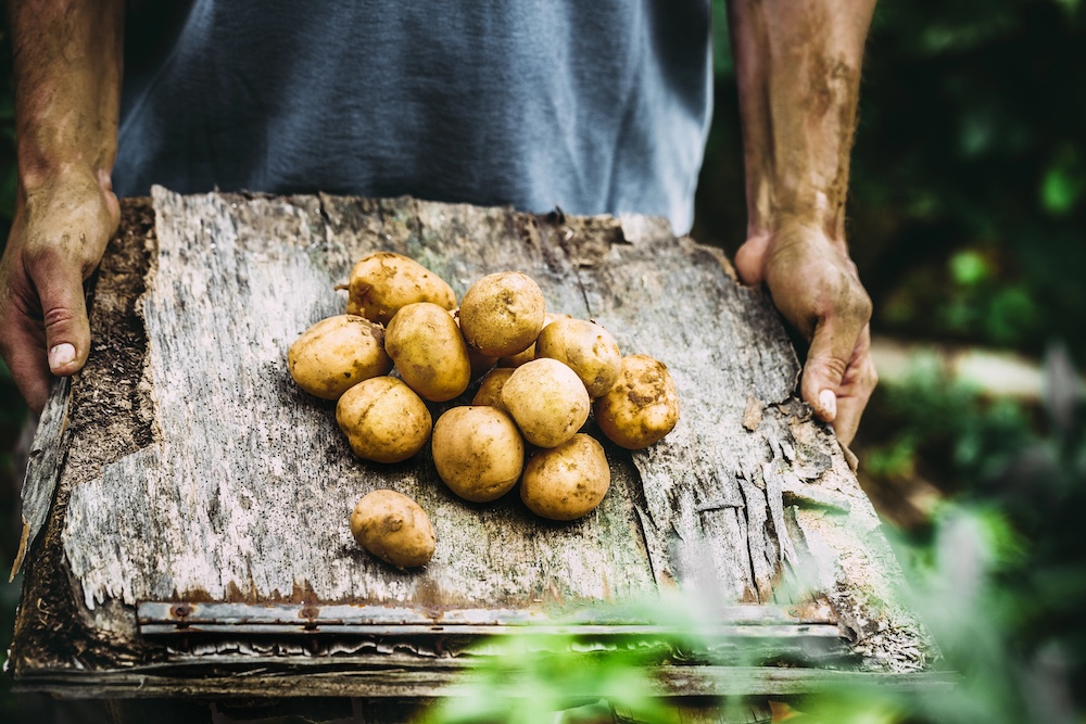 Toxic Taters: Practical Lessons From Traditional Potato Processing