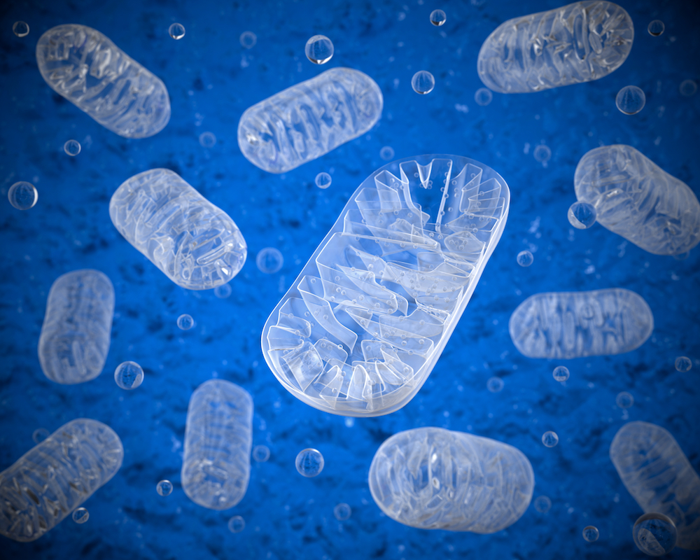 The Mitochondria: Key to Health and Longevity