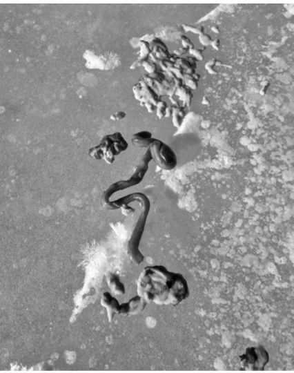 Seal intestines, Sermilk Fjord, Tasilaq, East Greenland