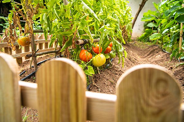 Wise Traditions | Jill Ragan | Gardening Tip