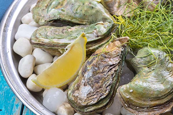 Wise Traditions | Stephen Kavanagh | Oysters