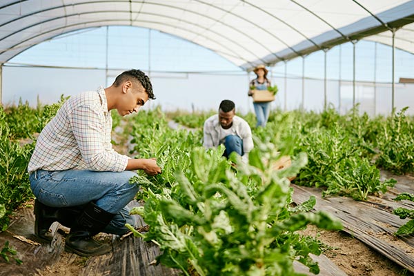 Wise Traditions | Molly Chester | Sustainable Farming