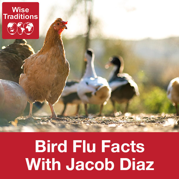 Bird Flu Facts