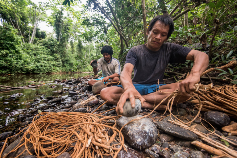 Machiguenga: Peruvian Hunter-Gatherers - The Weston A. Price Foundation