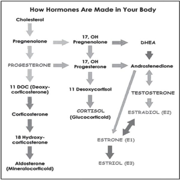 How to Ensure Optimal Hormonal Development in Your Child - The Weston A ...